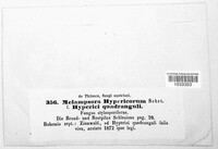 Melampsora hypericorum image